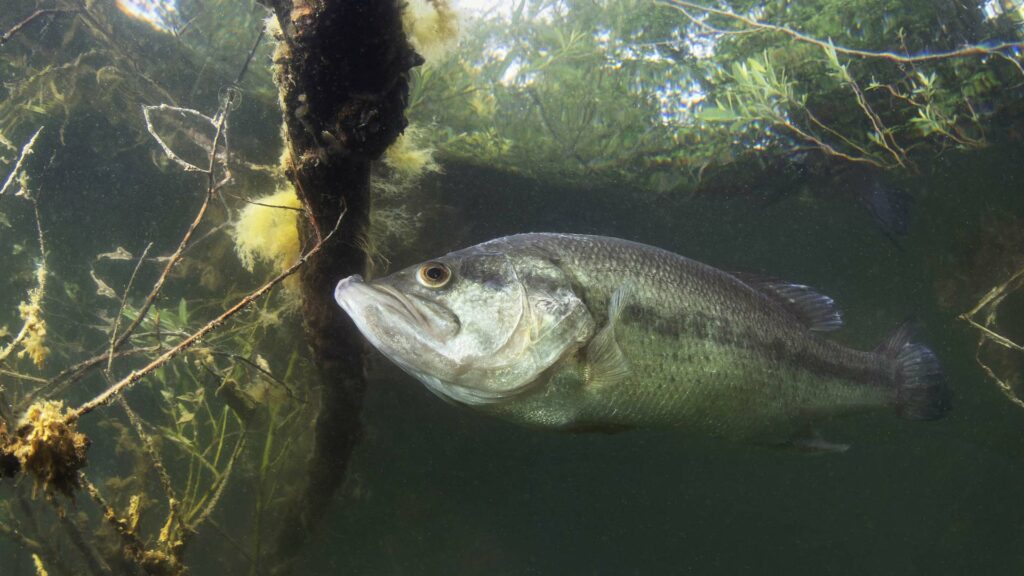 Spinnerbaits for Bass